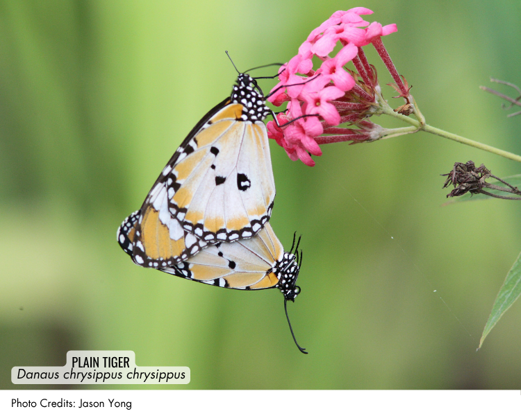 Plain Tiger (Danaus chrysippus chrysippus)